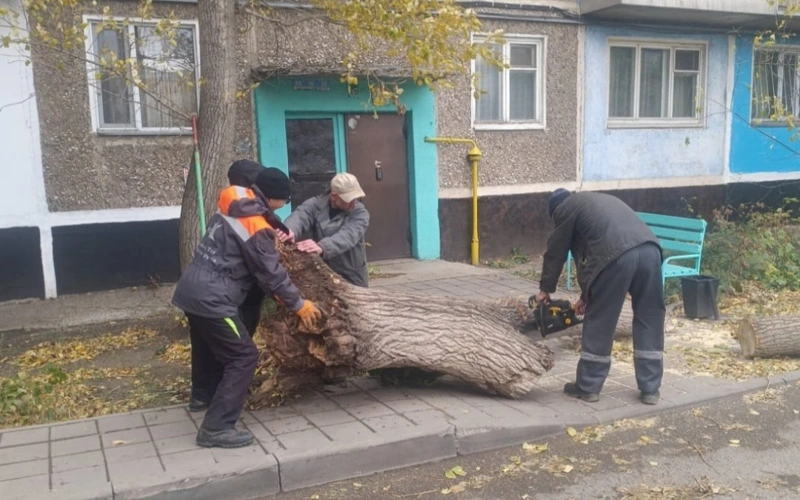 Упавшее дерево на улице Караганды после сильного ветра