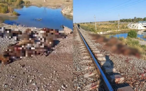 Стадо из 70 овец попало под поезд в Жамбылской области