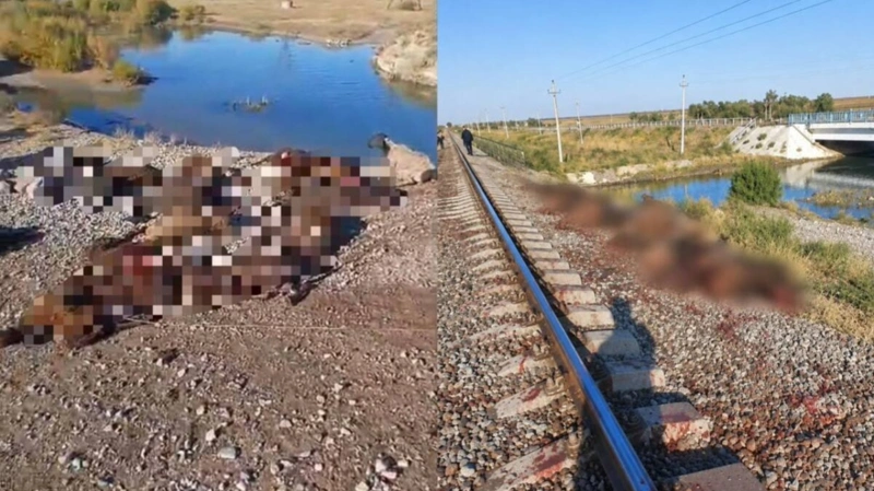 Погибшие овцы у железнодорожных путей в Жамбылской области
