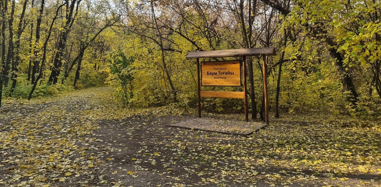 Деревья рощи Баума