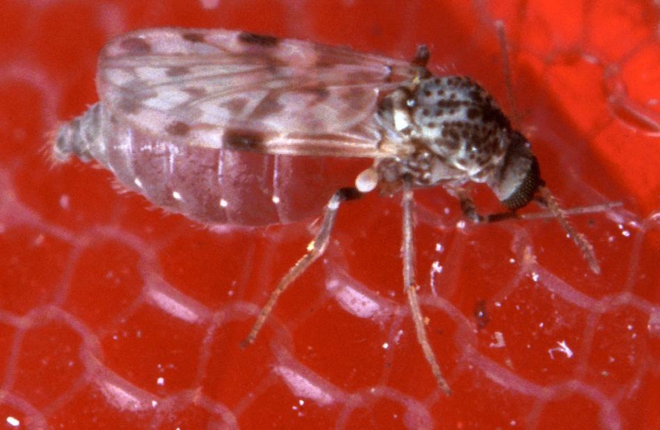 Мокрец рода Culicoides, через укус которого передаётся вирус Шамонда
