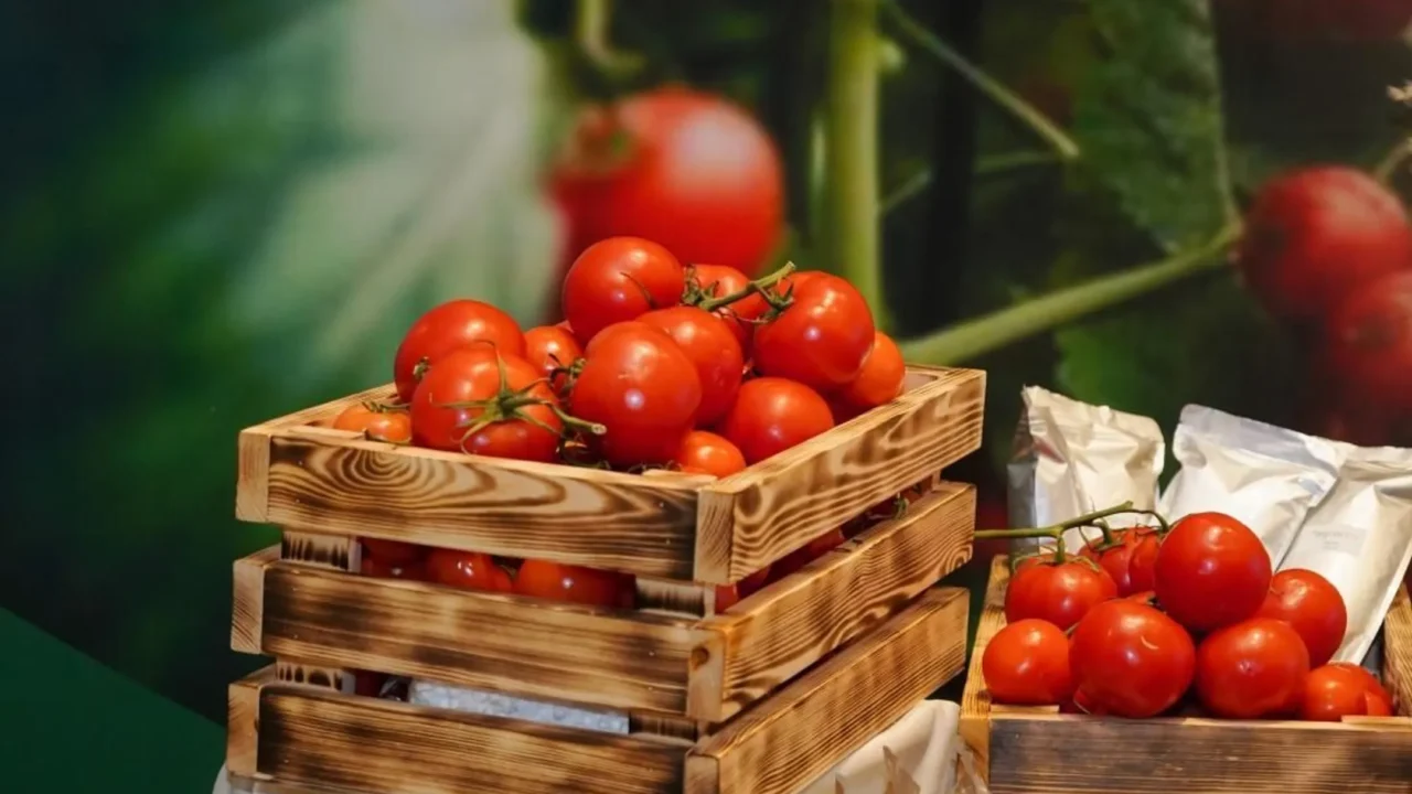 Строительство тепличного комплекса Fabe-Agro в Шымкенте