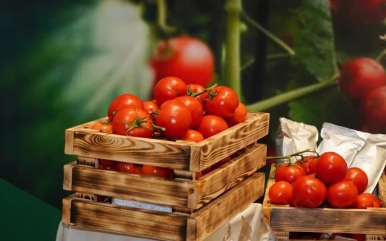 Fabe-Agro строит теплицы на 400 га на юге Казахстана