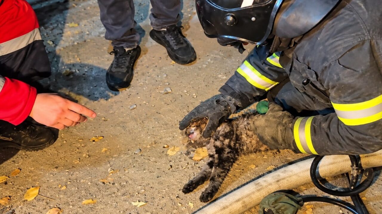 Спасатель МЧС оказывает помощь кошке после пожара в Сатпаеве
